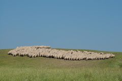 Kudde schapen (Toscane, 2011)