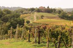 Omgeving Montalcino (Toscane, 2007)