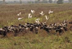 Geiten en vogels (Toscane, 2011)