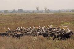 Geiten en vogels (Toscane, 2011)