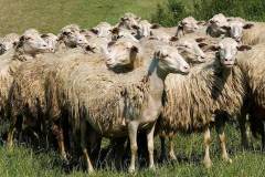 Kudde schapen (Toscane, 2011)