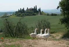 Omgeving San Querico d' Orcia (Toscane, 2011)