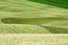 Korenvelden bij Pienza (Toscane, 2011)