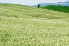 Omgeving Pienza (Toscane, 2011)