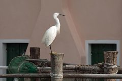 Chioggia