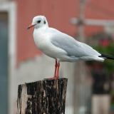 Chioggia