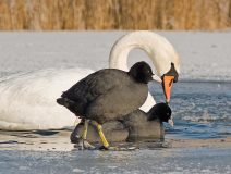 Wak in het ijs op de Binnenschelde (Bergen op Zoom, 2009)