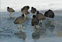 Wak in het ijs op de Binnenschelde (Bergen op Zoom, 2009)