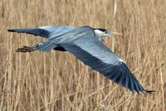 Blauwe reiger