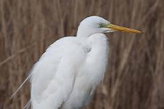 Zilverreiger