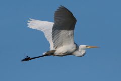 Zilverreiger in de vlucht