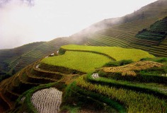 Rijstterrassen Longsheng