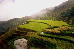 Rijstterrassen Longsheng