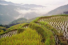 Rijstvelden Longsheng