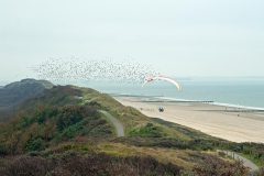 Paraglijder in zwerm spreeuwen (Dishoek, 2011)